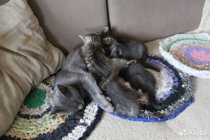 Отдаем котят