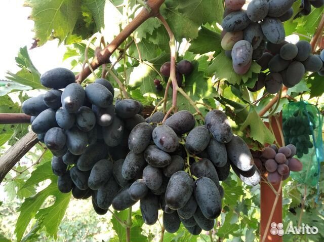 Саженцы столового винограда и ежевики