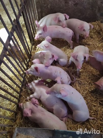 Поросенок ландрас и Телочки