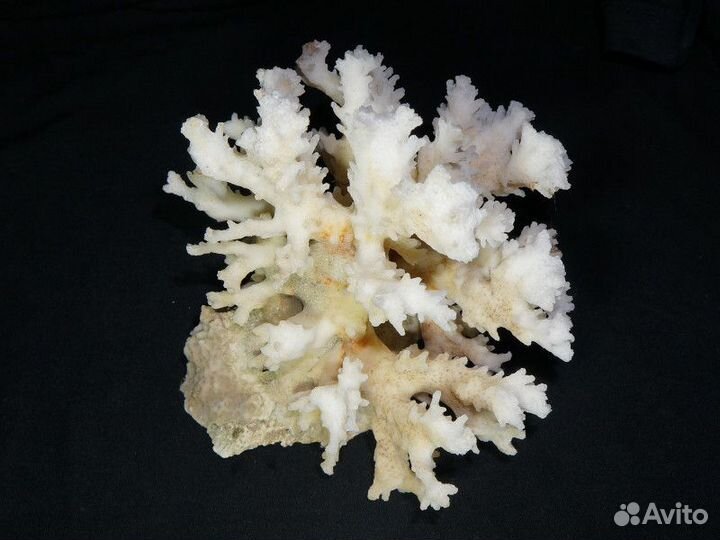 Кораллы, ракушки для аквариума
