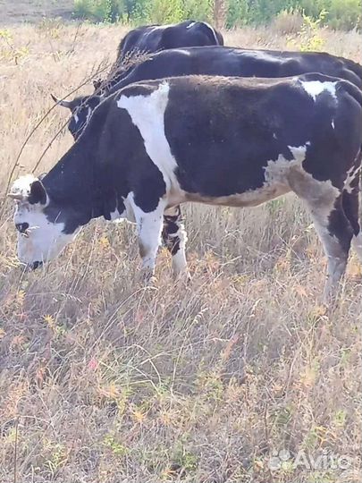 Продам бычков, тёлок