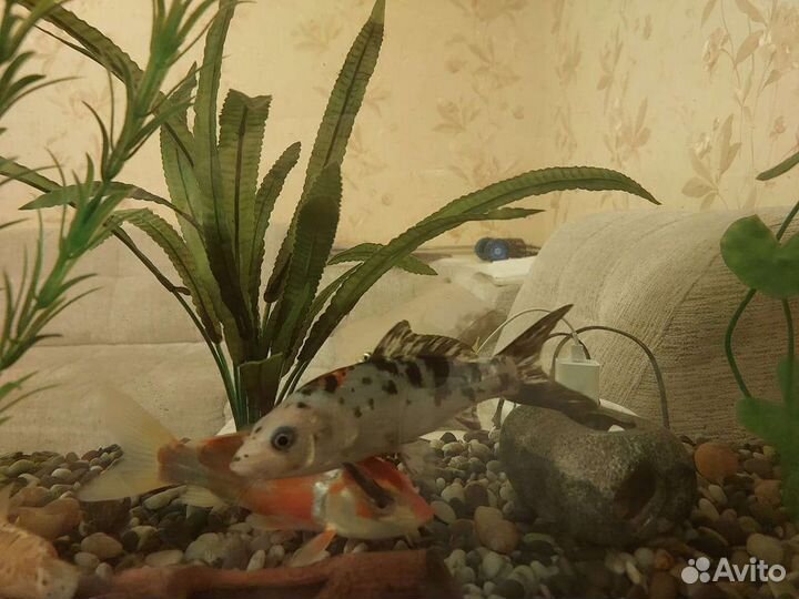 Украшение для аквариума