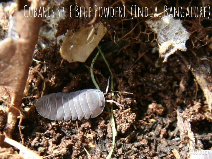 Красивые экзотические мокрицы