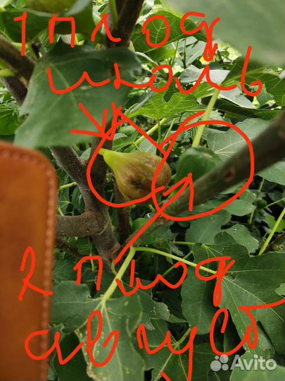 Саженцы инжира уже почки появляются