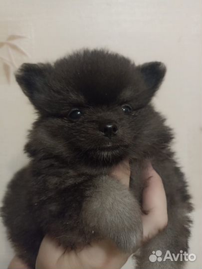 Померанский шпиц