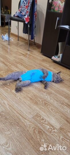 Шикарная кошка в добрые руки