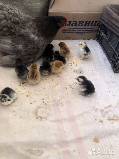 Куры карликовый кохинхин