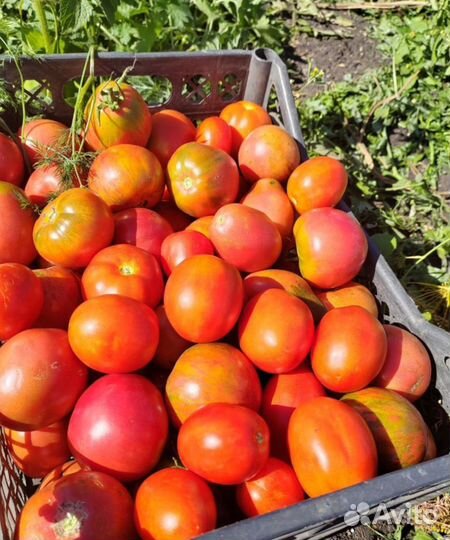 Ячейки из под яиц. Помидора домашняя