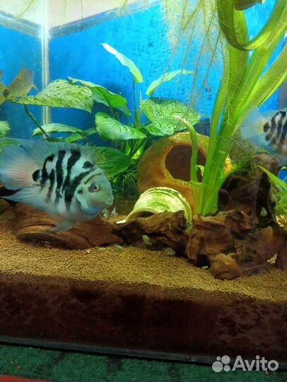 Рыбка сапфировый попугай мальки