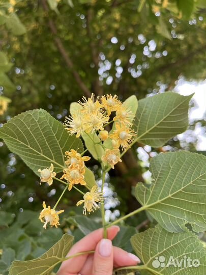 Липа сушеная