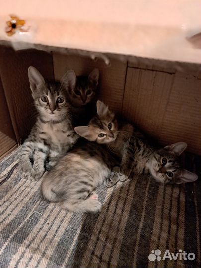 Котята в добрые руки