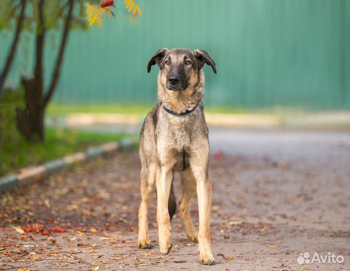 Собака в добрые руки