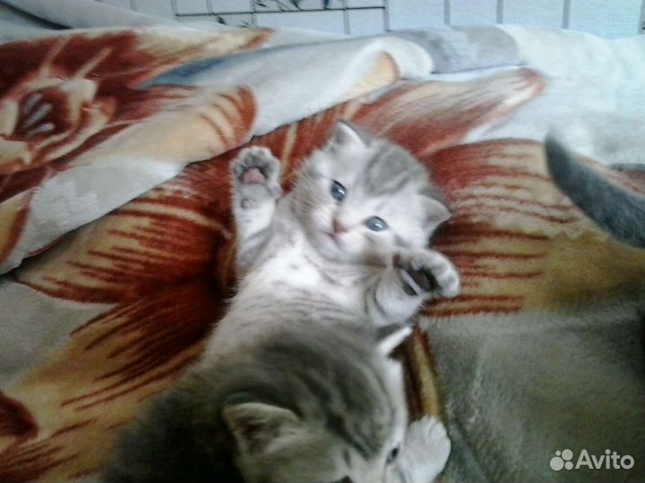 Шотландская вислоухая