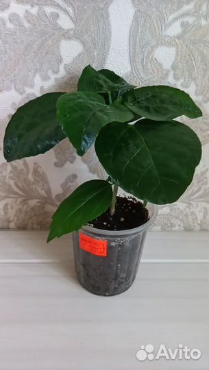 Сортовые гибискусы