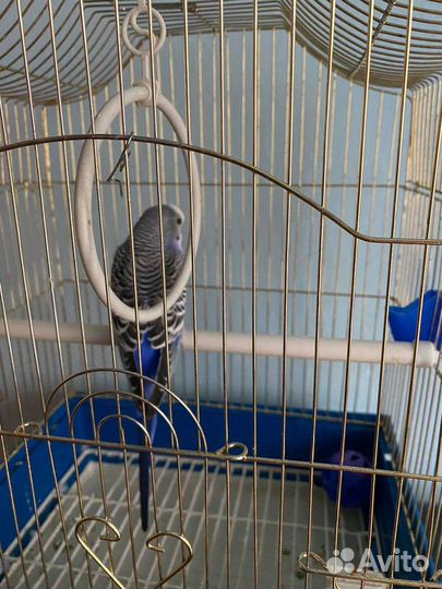 Волнистый попугай