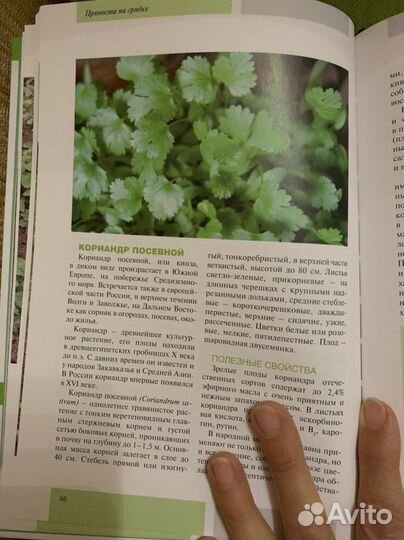 Пряности на даче учебник начинающего садовода