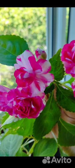 Бегония вечноцветущая, бальзамин махровый