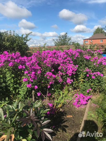 Флоксы деленки