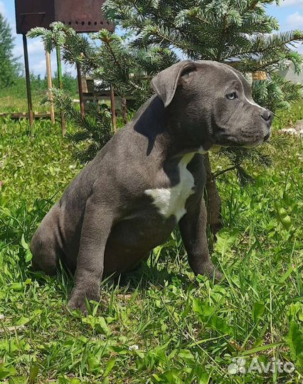 Американский булли щенки