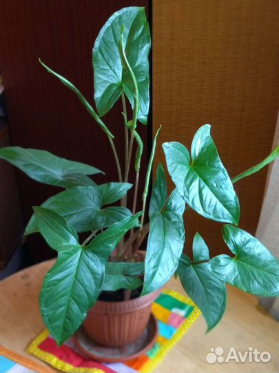 Сингониум ножколистный