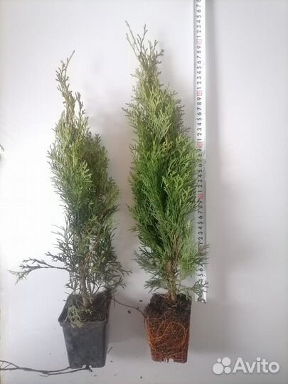 Туя смарагд,даника,сосна горная пумилио,ель