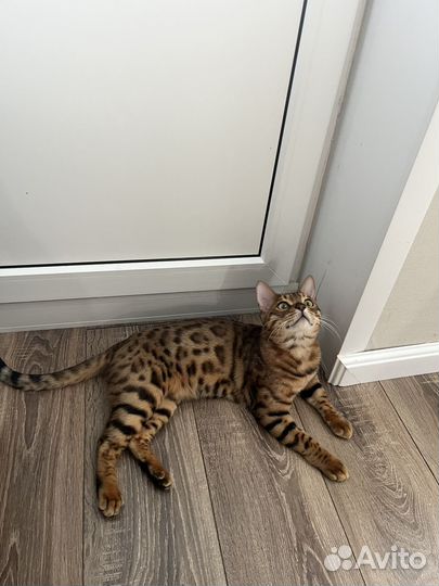 Бенгальский кот