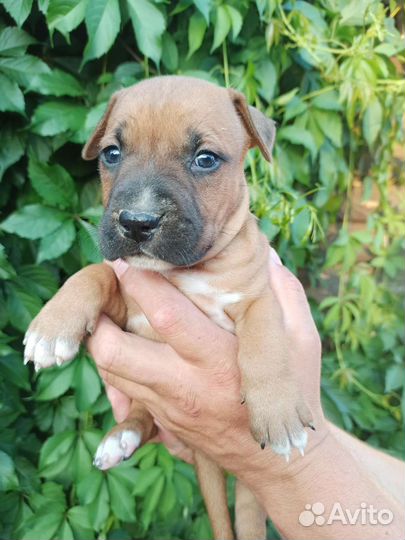 Щенки ам стаффа