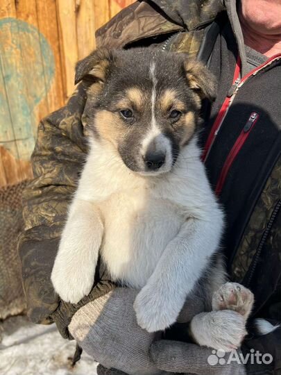 Собака щенок