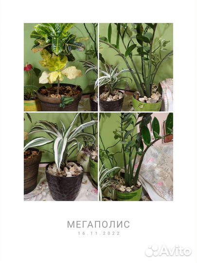 Комнатные цветы