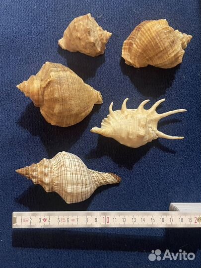 Морские ракушки раковины