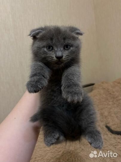 Шотландская вислоухая кошка