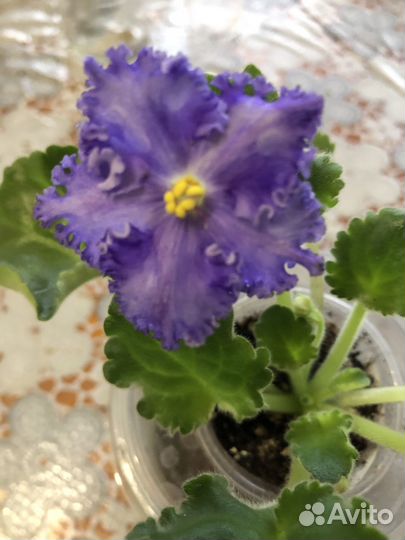 Детки и розетки сортовых фиалок