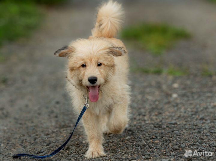 Щенок из приюта