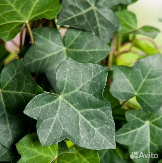 Плющ, жимолость каприфоль