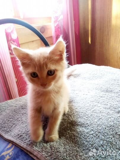 Персиковый рыжий котенок