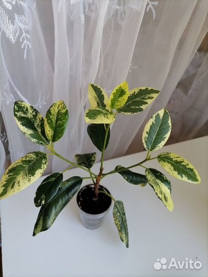 Фикус Рубигиноза вар