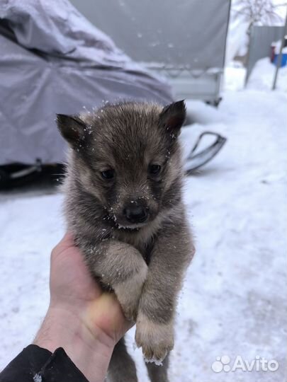 Щенки западно сибирской лайки