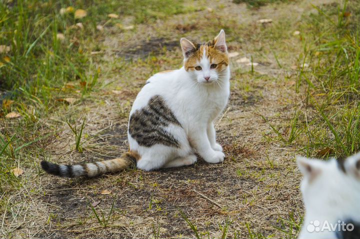 Красивые котята