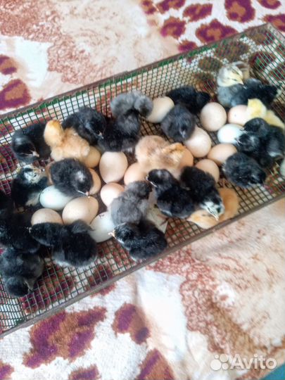 Инкубационные яйца