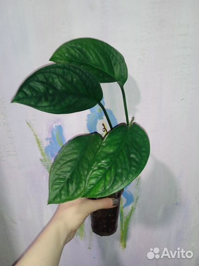 Домашние растения