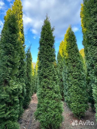 Крупномеры хвойных растений