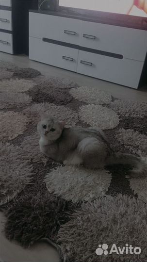 Отдам в добрые руки