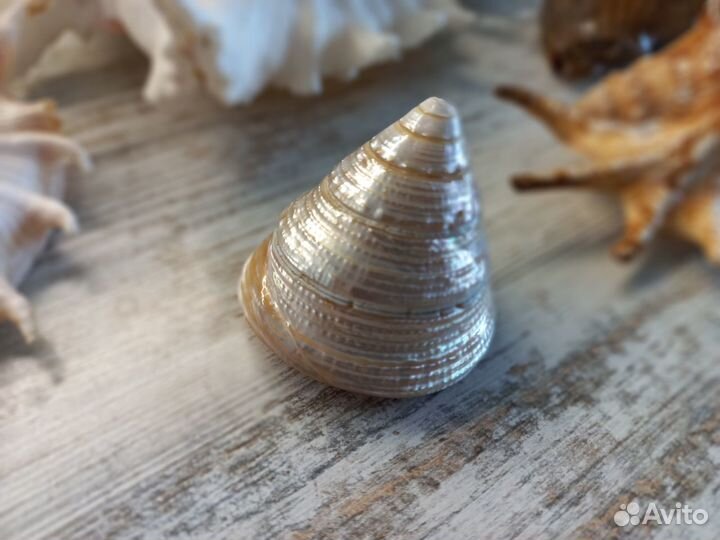 Ракушки для аквариума