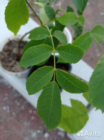 Маньчжурский орех саженцы