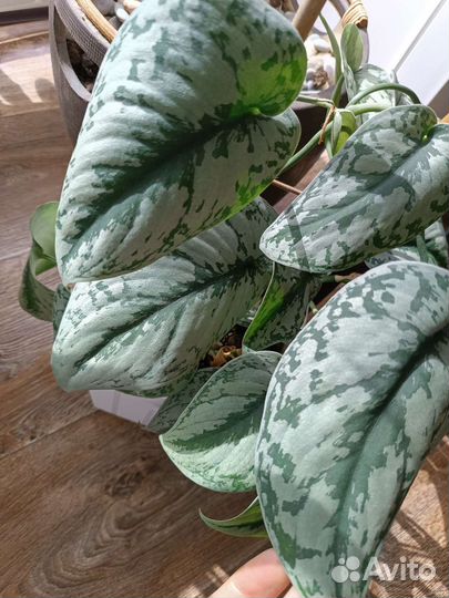 Сциндапсус Треби