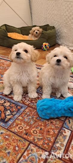 Мальтипу ф1