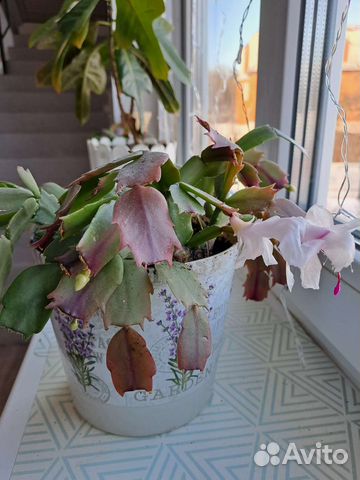 Комнатные цветы