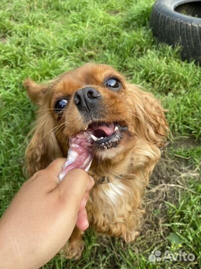 Готовый рацион для собак