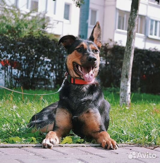 Молоденькая девочка в поиске дома