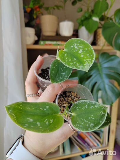 Филодендроны, эпипремнумы